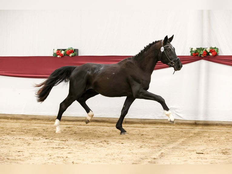 Niemiecki koń sportowy Wałach 3 lat 166 cm Skarogniada in Stiefenhofen