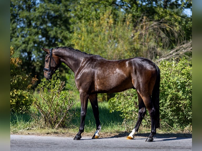 Niemiecki koń sportowy Wałach 3 lat 167 cm Ciemnogniada in Rosenheim