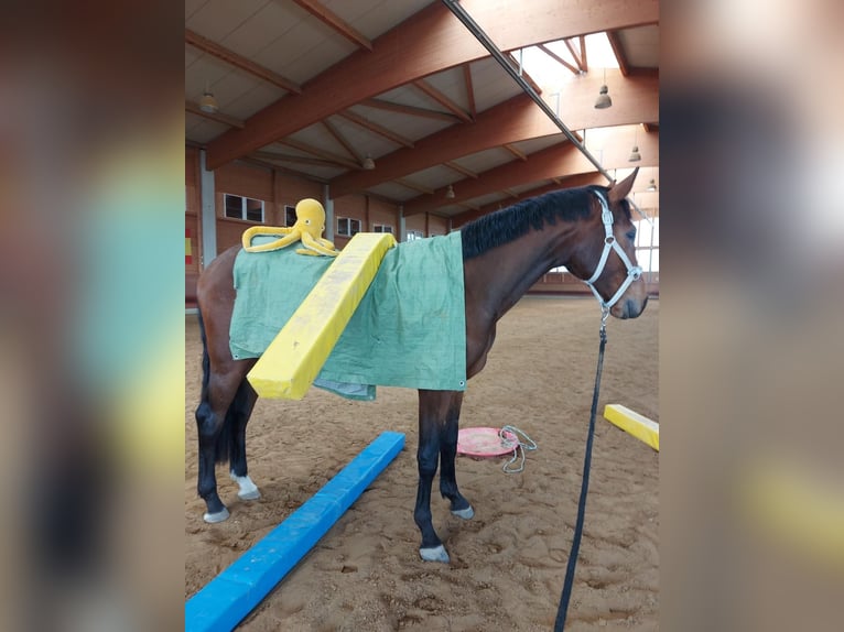 Niemiecki koń sportowy Wałach 3 lat 167 cm Gniada in Achstetten
