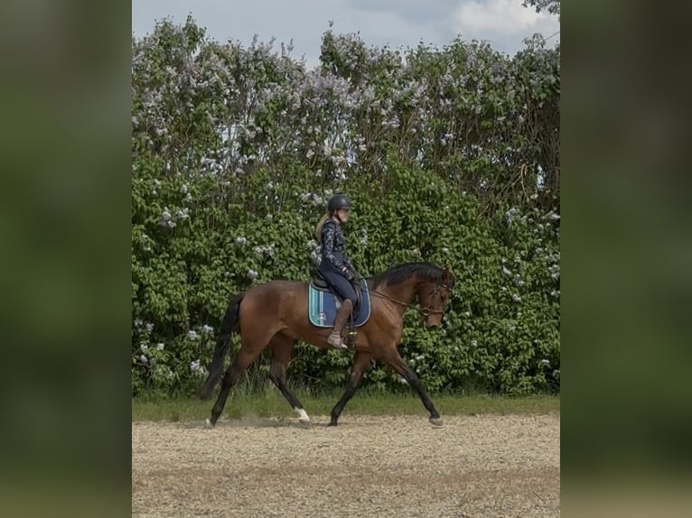 Niemiecki koń sportowy Wałach 3 lat 167 cm Gniada in Achstetten