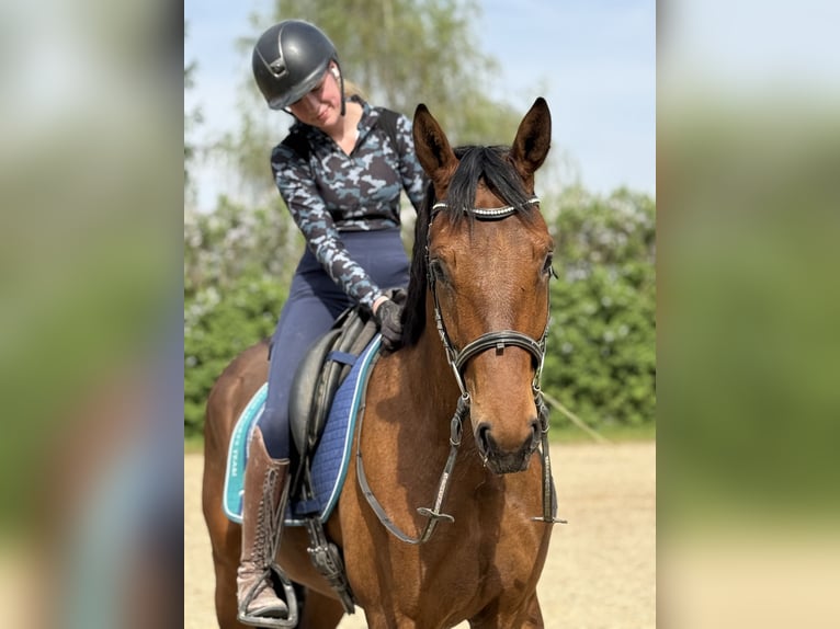Niemiecki koń sportowy Wałach 3 lat 167 cm Gniada in Achstetten