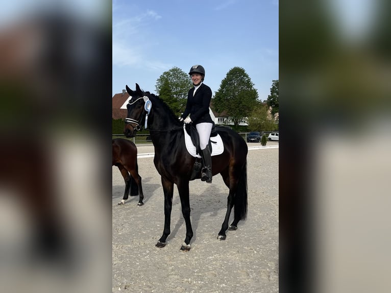 Niemiecki koń sportowy Wałach 3 lat 168 cm Ciemnogniada in Unterneukirchen