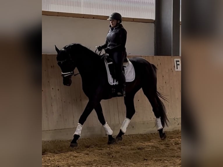 Niemiecki koń sportowy Wałach 3 lat 168 cm Kara in Westerheim