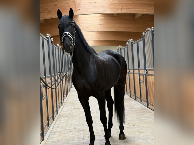 Niemiecki koń sportowy Wałach 3 lat 168 cm Kara in Westerheim