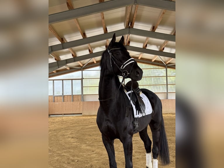Niemiecki koń sportowy Wałach 3 lat 168 cm Kara in Westerheim