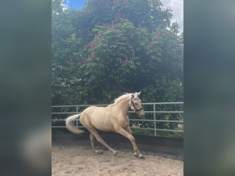 Niemiecki koń sportowy Wałach 3 lat 170 cm Izabelowata in Bosau