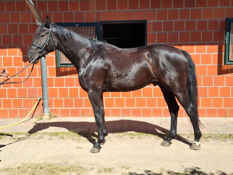 Niemiecki koń sportowy Wałach 3 lat 170 cm Kara in Schwedt/Oder