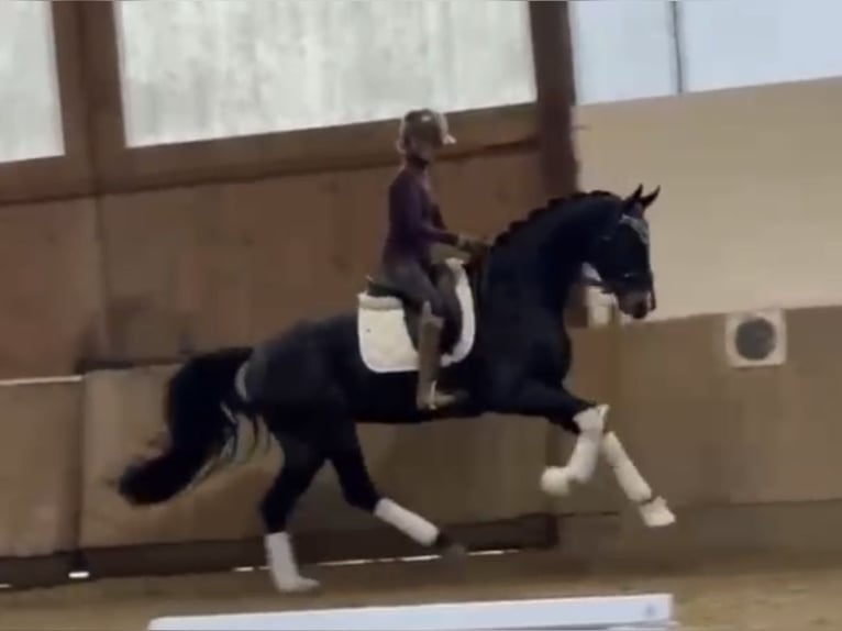 Niemiecki koń sportowy Wałach 3 lat 170 cm Skarogniada in Bielefeld Niemiecki koń sportowy Wałach 3 lat 170 cm Skarogniada in Bielefeld