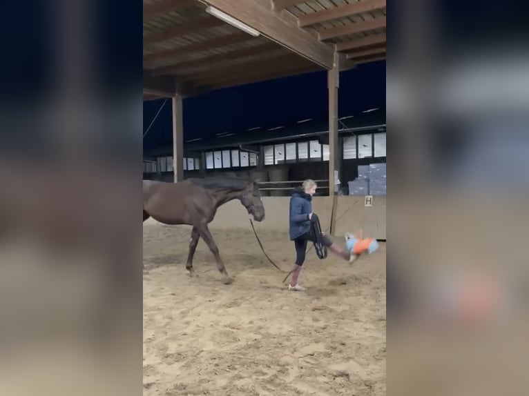 Niemiecki koń sportowy Wałach 3 lat 171 cm Ciemnokasztanowata in Erlensee