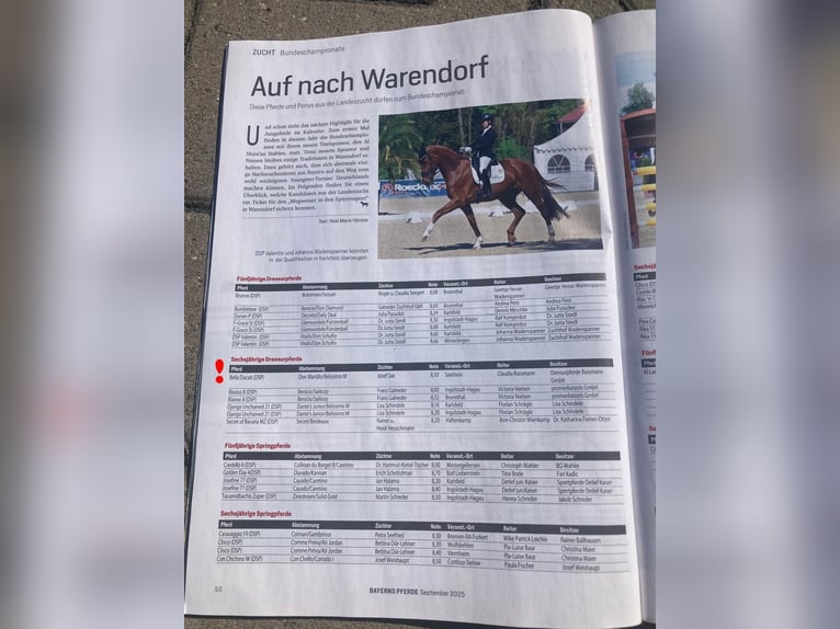 Niemiecki koń sportowy Wałach 3 lat 171 cm Kasztanowata in Bad Griesbach im Rottal