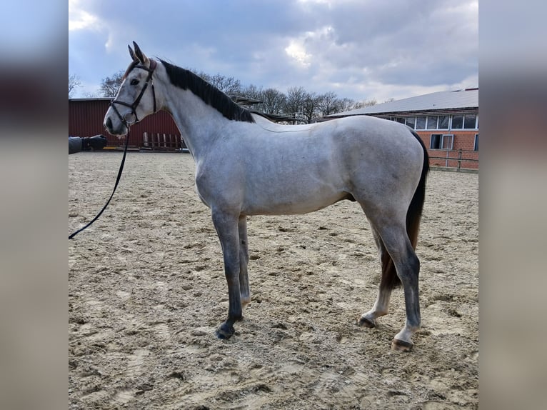 Niemiecki koń sportowy Wałach 3 lat 171 cm Siwa in Lohne (Oldenburg)