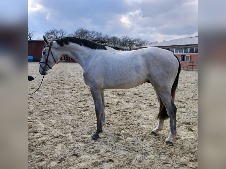 Niemiecki koń sportowy Wałach 3 lat 171 cm Siwa in Lohne (Oldenburg)