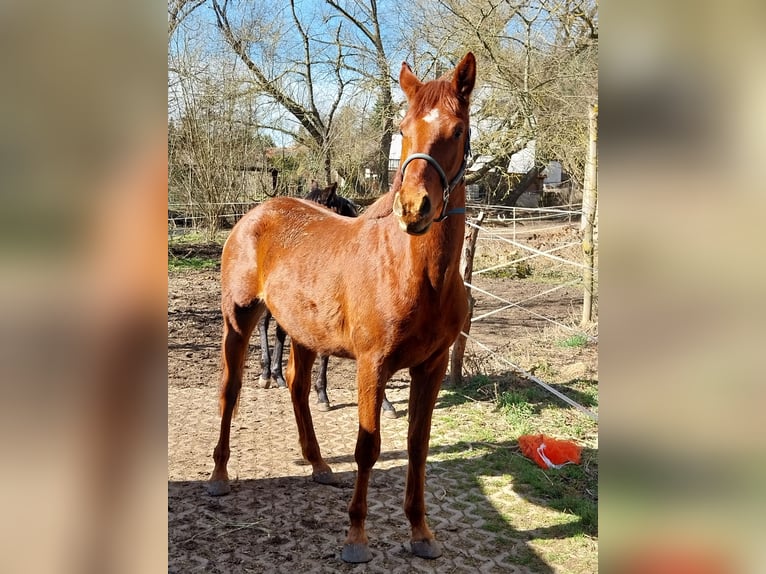 Niemiecki koń sportowy Wałach 3 lat 172 cm Kasztanowata in Querfurt