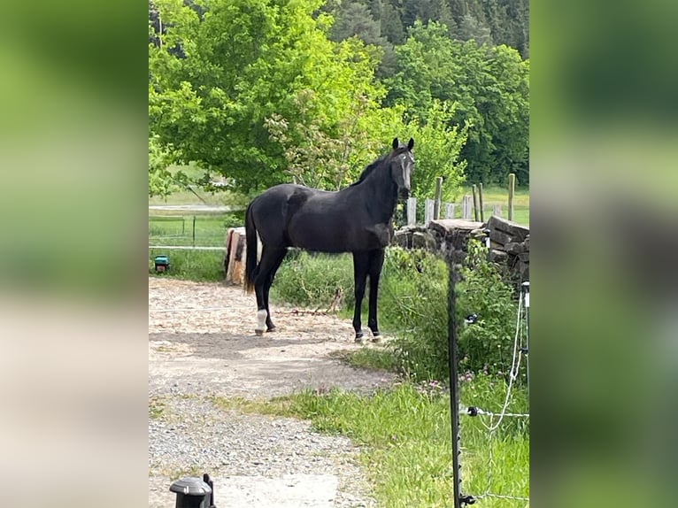 Niemiecki koń sportowy Wałach 3 lat 174 cm Ciemnokasztanowata in Altensteig