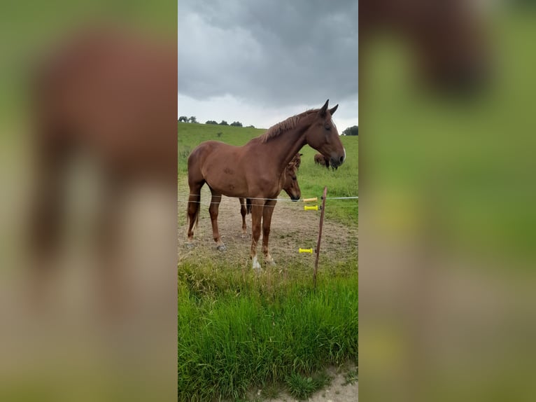 Niemiecki koń sportowy Wałach 3 lat 178 cm Kasztanowata in Auerstedt