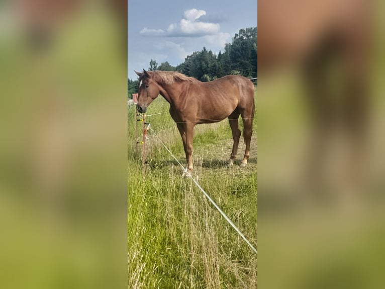 Niemiecki koń sportowy Wałach 3 lat 178 cm Kasztanowata in Auerstedt
