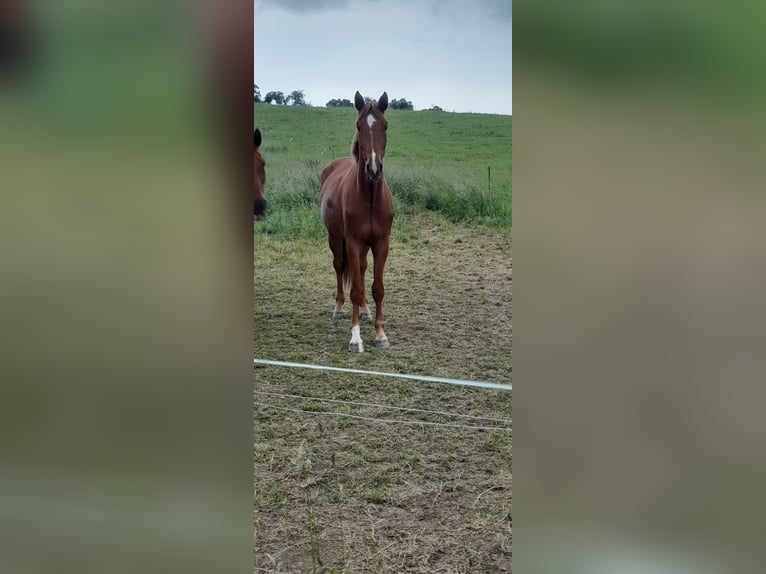 Niemiecki koń sportowy Wałach 3 lat 178 cm Kasztanowata in Auerstedt