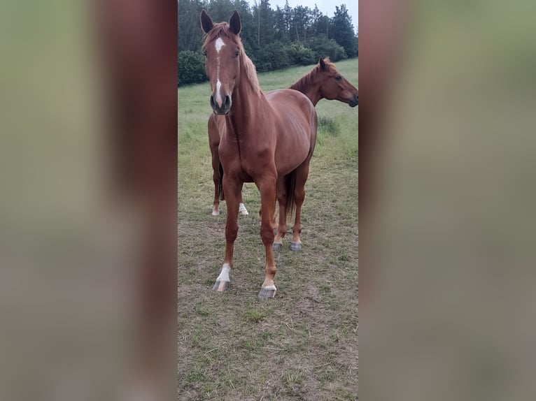 Niemiecki koń sportowy Wałach 3 lat 178 cm Kasztanowata in Auerstedt