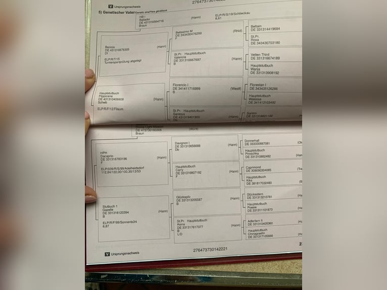 Niemiecki koń sportowy Wałach 4 lat 160 cm Gniada in Crailsheim
