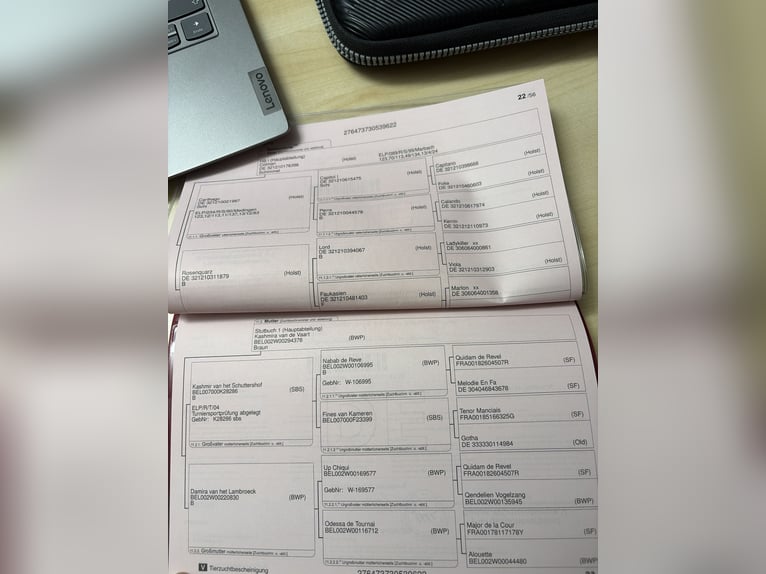 Niemiecki koń sportowy Wałach 4 lat 160 cm Siwa in Ingoldingen