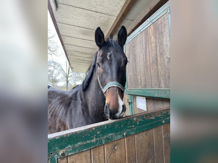 Niemiecki koń sportowy Wałach 4 lat 162 cm Ciemnokasztanowata in Neumarkt in der Oberpfalz