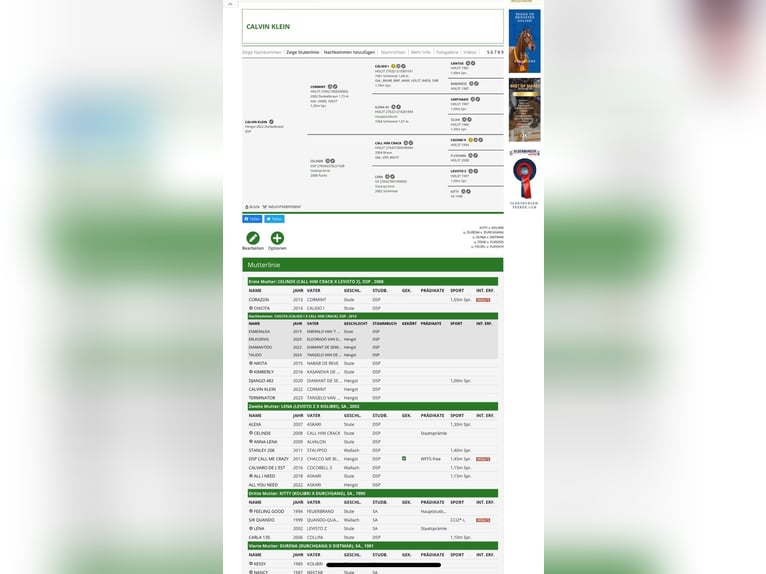 Niemiecki koń sportowy Wałach 4 lat 162 cm Gniada in Gronau (Leine)