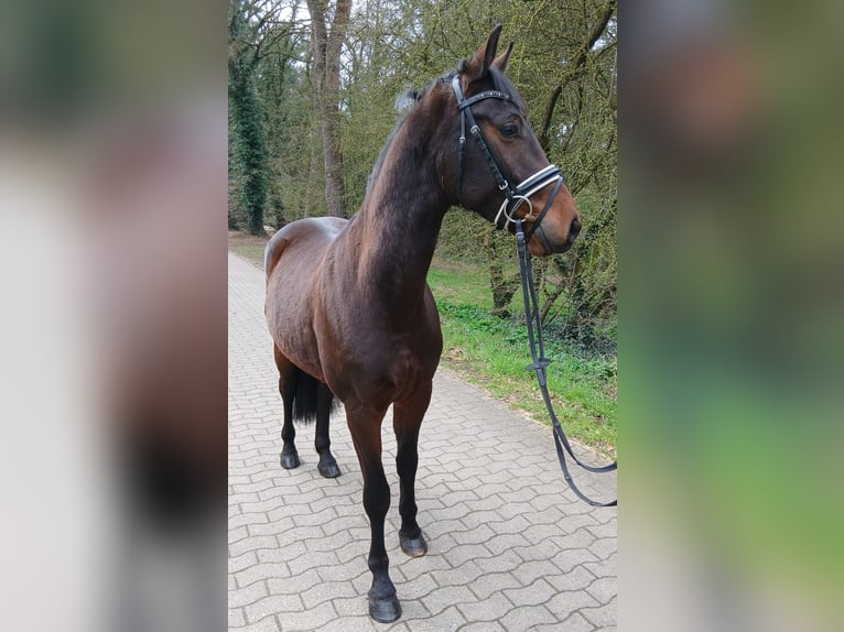 Niemiecki koń sportowy Wałach 4 lat 163 cm Ciemnogniada in Kirchdorf