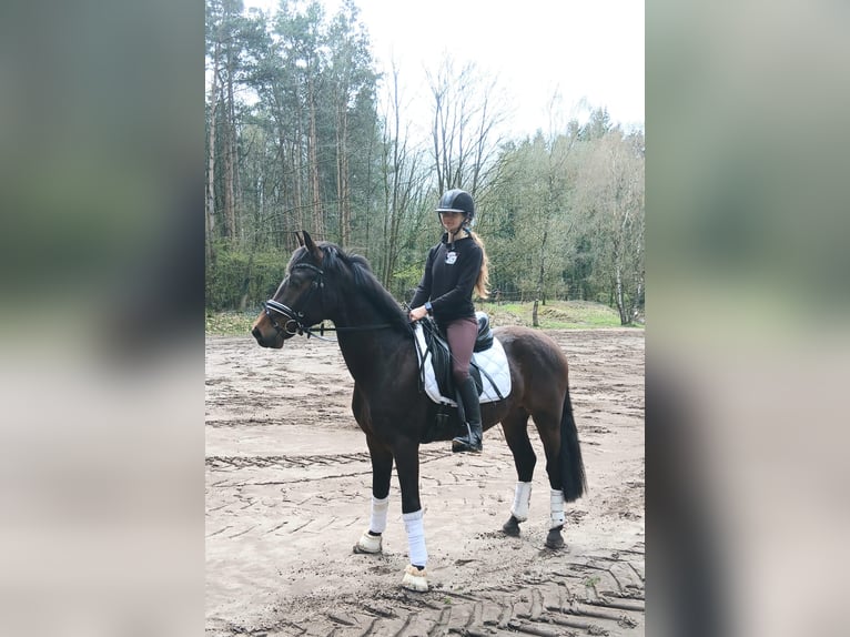 Niemiecki koń sportowy Wałach 4 lat 163 cm Ciemnokasztanowata in Kirchdorf