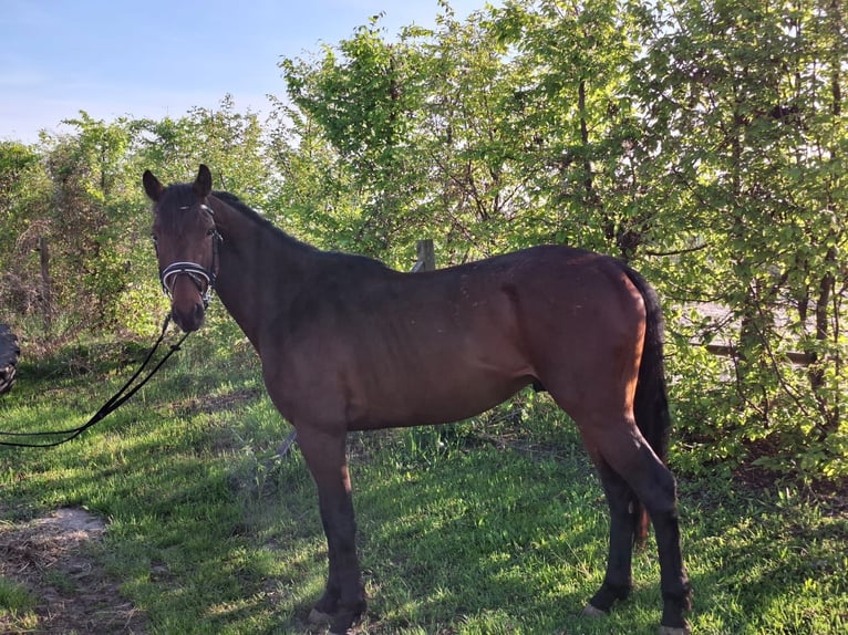 Niemiecki koń sportowy Wałach 4 lat 163 cm Gniada in Eickendorf