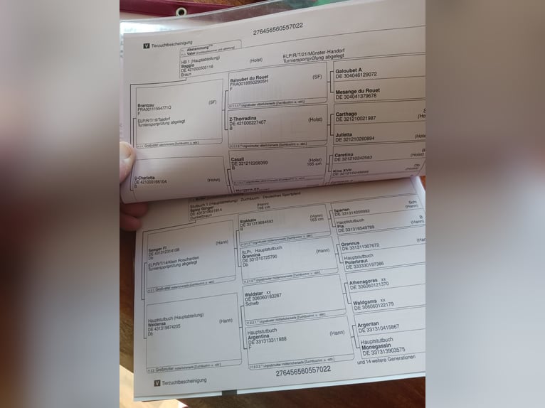 Niemiecki koń sportowy Wałach 4 lat 163 cm Gniada in Eickendorf