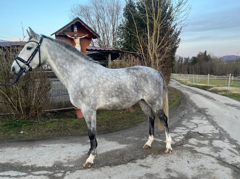Niemiecki koń sportowy Wałach 4 lat 163 cm Siwa in Schwäbisch Gmünd