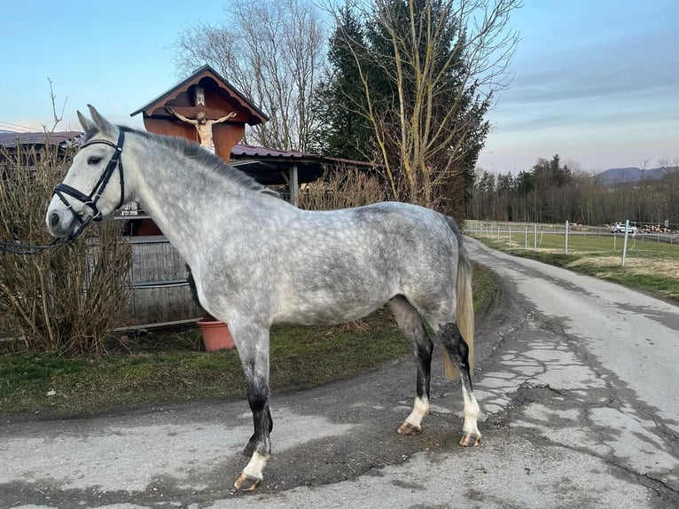 Niemiecki koń sportowy Wałach 4 lat 163 cm Siwa in Schwäbisch Gmünd