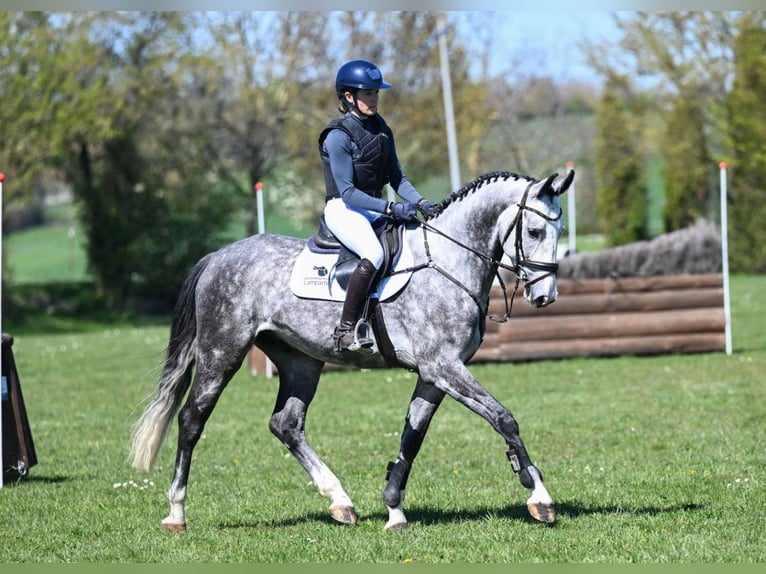 Niemiecki koń sportowy Wałach 4 lat 163 cm Siwa in Gomadingen