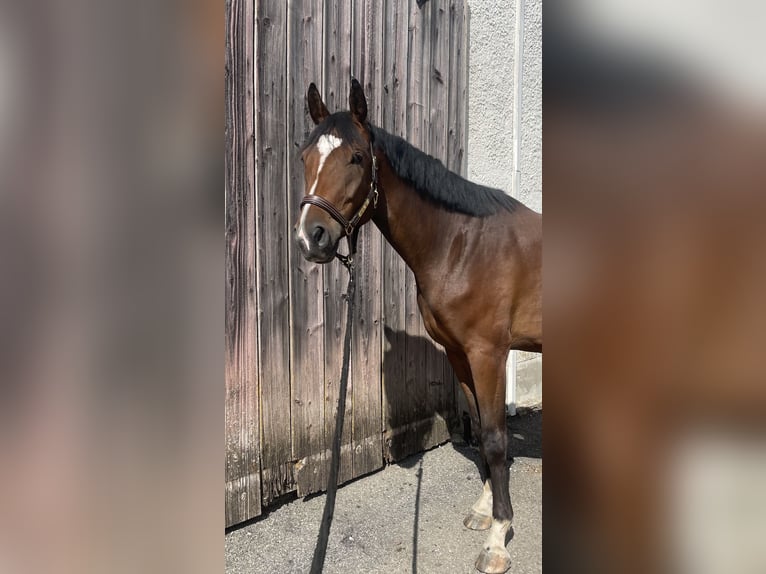 Niemiecki koń sportowy Wałach 4 lat 164 cm Gniada in PförringPförring