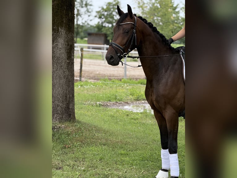 Niemiecki koń sportowy Wałach 4 lat 164 cm Gniada in Vechta