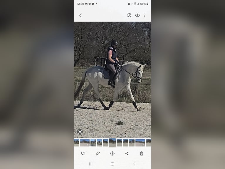 Niemiecki koń sportowy Wałach 4 lat 164 cm Siwa in Sperenberg