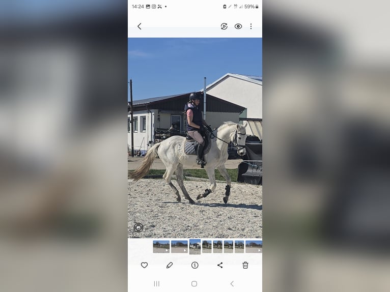Niemiecki koń sportowy Wałach 4 lat 164 cm Siwa in Sperenberg