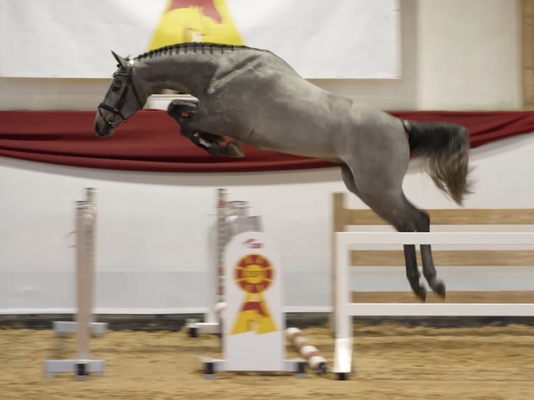 Niemiecki koń sportowy Wałach 4 lat 165 cm Siwa in Bad Füssing