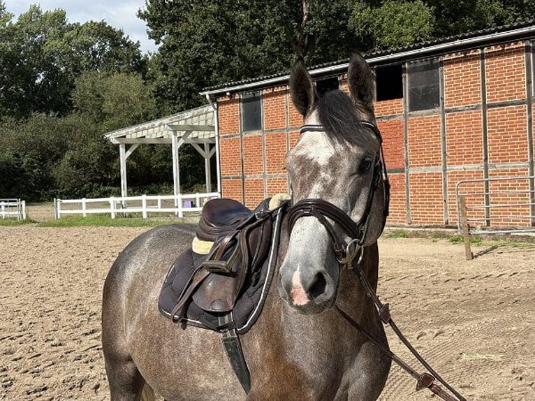 Niemiecki koń sportowy Wałach 4 lat 165 cm Siwa in Verden (Aller)