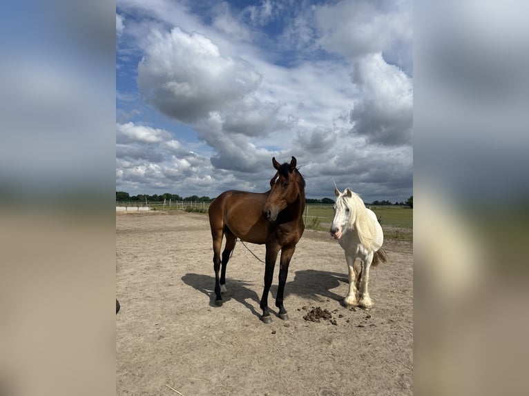 Niemiecki koń sportowy Wałach 4 lat 166 cm Gniada in Altlandsberg