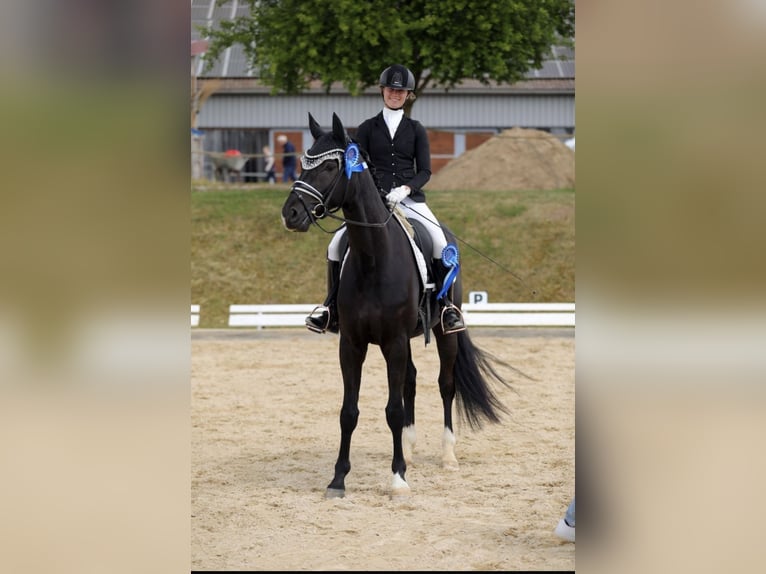 Niemiecki koń sportowy Wałach 4 lat 166 cm Kara in Lehrberg