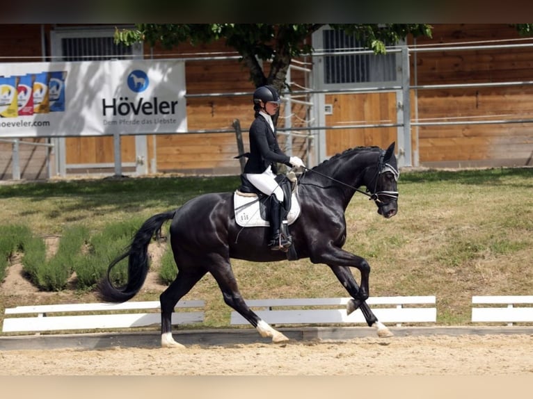 Niemiecki koń sportowy Wałach 4 lat 166 cm Kara in Lehrberg