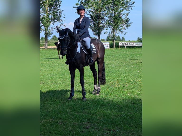 Niemiecki koń sportowy Wałach 4 lat 167 cm Gniada in Arnstedt