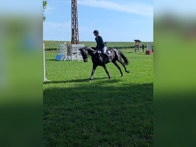 Niemiecki koń sportowy Wałach 4 lat 167 cm Gniada in Arnstedt