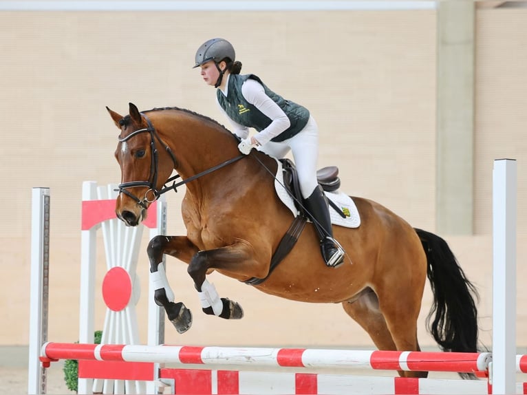 Niemiecki koń sportowy Wałach 4 lat 167 cm Gniada in Moritzburg