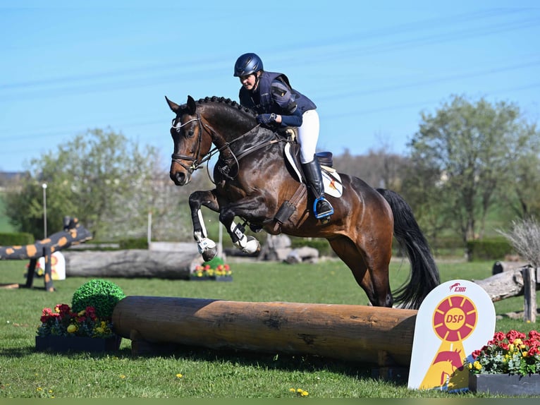 Niemiecki koń sportowy Wałach 4 lat 167 cm Gniada in Gomadingen