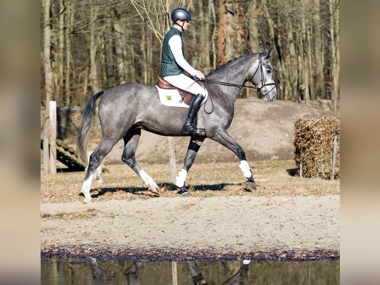 Niemiecki koń sportowy Wałach 4 lat 167 cm Siwa in Moritzburg