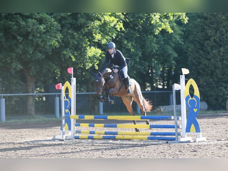 Niemiecki koń sportowy Wałach 4 lat 168 cm Ciemnogniada in Thaleischweiler-Fröschen