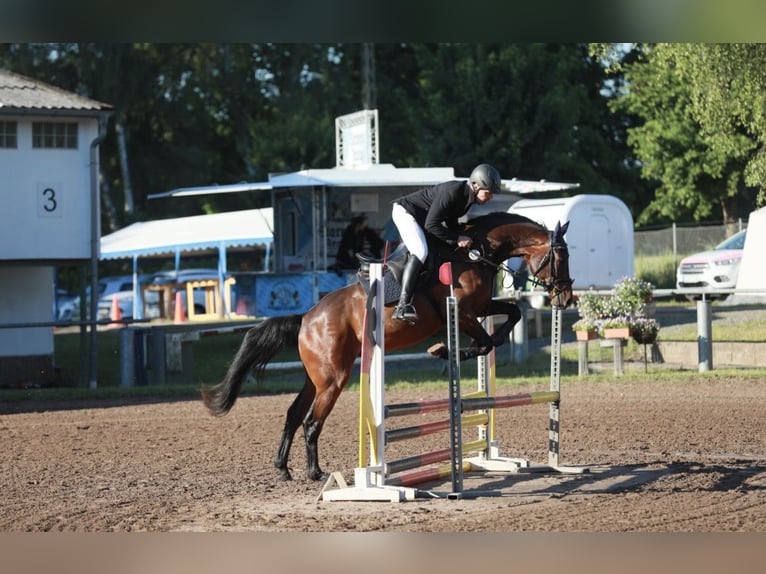 Niemiecki koń sportowy Wałach 4 lat 168 cm Ciemnogniada in Thaleischweiler-Fröschen