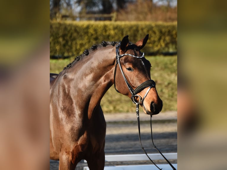 Niemiecki koń sportowy Wałach 4 lat 168 cm Ciemnogniada in Fürstenau